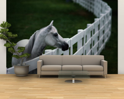 white horse staring over a wooden fence 9 Impressive Horse Wall Murals 