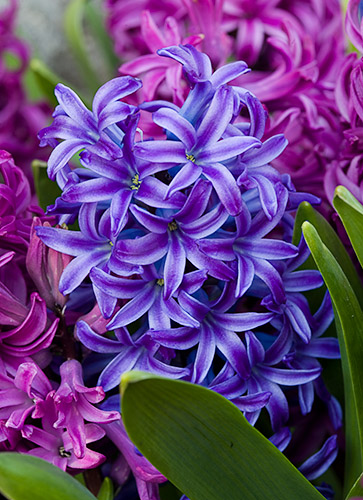 Hyacinth comes in beautiful colors such as lilac pink and blue